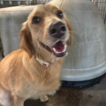 Meg -  Golden Retriever and Mixed Breed Dog for Adoption in Enterprise, Alabama - Meg | PetCurious