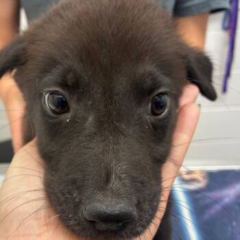 Oliver -  Black Labrador Retriever and Mixed Breed Dog Available for Adoption in Corpus Christi, Texas - Oliver | PetCurious