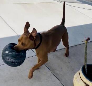 Rescue American Staffordshire Terrier and Boxer Dogs for Adoption in Los Angeles, California - CANOODLE | PetCurious