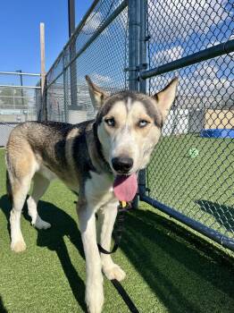 Siberian Husky Dogs Available for Adoption in Cleveland, Ohio - Tahoe | PetCurious
