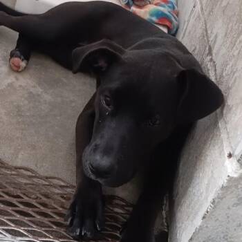 PENNY -  Pit Bull Terrier Dog for Adoption in Seymour, Indiana - PENNY | PetCurious