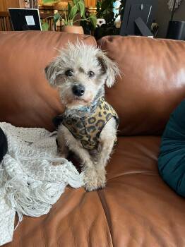 Wire Fox Terrier Dogs Available for Adoption - Toddy | PetCurious