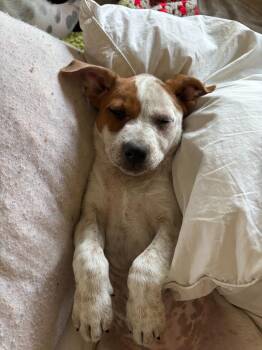 Cattle Dog and Pit Bull Terrier Dogs Available for Adoption in Phoenix, Arizona - Andarna | PetCurious