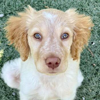 Cocker Spaniel Dogs Available for Adoption in Murphysboro, Illinois - Louie | PetCurious