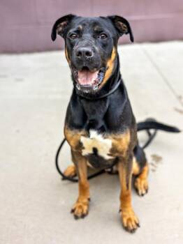 Mixed Breed Dogs Available for Adoption in Chamblee, Georgia - Ronaldo- IN FOSTER | PetCurious