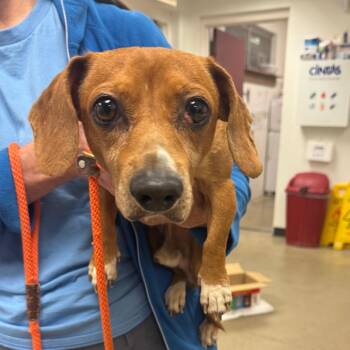 YORK-Stray-16222 -  Mixed Breed and Dachshund Dog for Adoption in York, Pennsylvania - YORK-Stray-16222 | PetCurious