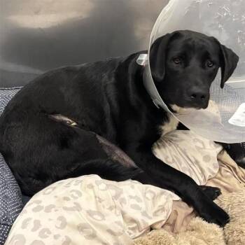 Labrador Retriever Dogs Available for Adoption in Ontario, California - ROCKETTE | PetCurious