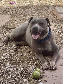 Rescue American Staffordshire Terrier Dogs for Adoption in Tucson, Arizona - Phoenix | PetCurious