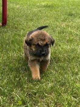 Tater Tot -  Mixed Breed Dog for Adoption in Saskatoon, Saskatchewan - Tater Tot | PetCurious