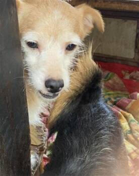 Rescue Terrier and Mixed Breed Dogs for Adoption in Long Beach, California - CHEMA | PetCurious