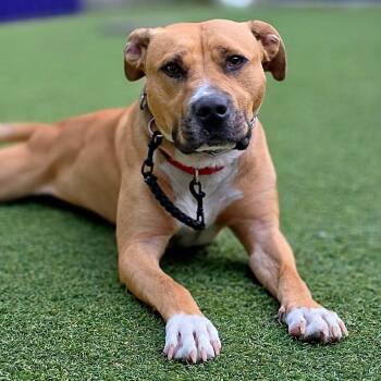 Martin - ADOPTION FEE SPONSORED -  Pit Bull Terrier Dog for Adoption in Pembroke, Massachusetts - Martin - ADOPTION FEE SPONSORED | PetCurious