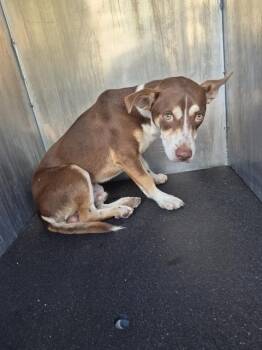 ELMEN -  Terrier Dog for Adoption in San Antonio, Texas - ELMEN | PetCurious