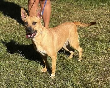 Rescue Feist Dogs for Adoption in Troy, Alabama - Whitney | PetCurious