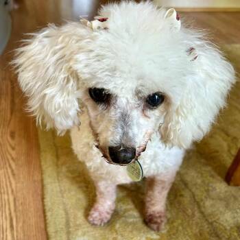 Rescue Miniature Poodle Dogs for Adoption in Brockport, New York - Molly | PetCurious