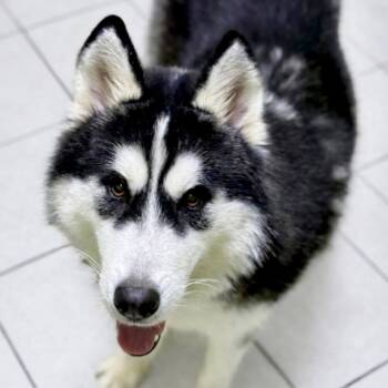 Husky Dogs Available for Adoption - Blizzard | PetCurious