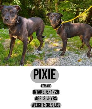 Pixie -  Terrier Dog for Adoption in Staffordsville, Kentucky - Pixie | PetCurious