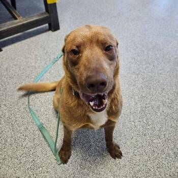 Ozzy -  Chesapeake Bay Retriever and Border Collie Dog for Adoption in Monticello, Iowa - Ozzy | PetCurious