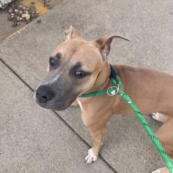 Rescue Mixed Breed Dogs for Adoption in Davenport, Iowa - Nova | PetCurious