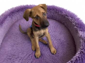Doberman Pinscher and Mixed Breed Dogs Available for Adoption - PHOEBE | PetCurious