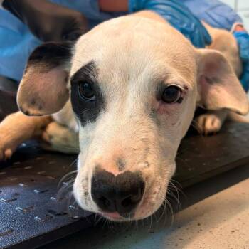 James -  Mixed Breed Dog for Adoption in Huntington, West Virginia - James | PetCurious
