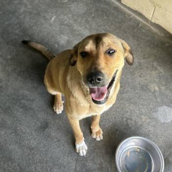 Josie -  Black Mouth Cur and German Shepherd Dog Dog for Adoption in Savannah, Georgia - Josie | PetCurious