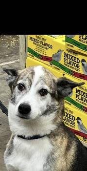 Rescue Rat Terrier Dogs for Adoption in Woodlawn, Tennessee - Opie | PetCurious