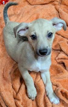 Reggie -  Beagle and Dachshund Dog for Adoption in Watertown, Connecticut - Reggie | PetCurious