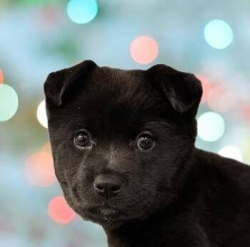 Rescue Mixed Breed Dogs for Adoption in Schaumburg, Illinois - Doodlebug | PetCurious