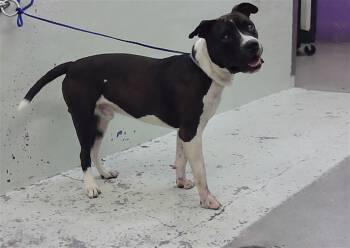 American Staffordshire Terrier and Mixed Breed Dogs Available for Adoption in Houston, Texas - BLUEY | PetCurious