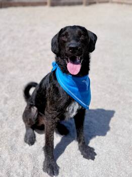 Rescue Labrador Retriever and Terrier Dogs for Adoption in Muskegon, Michigan - Hoss | PetCurious