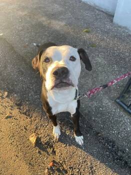 Bacon -  Mixed Breed Dog for Adoption in Cincinnati, Ohio - Bacon | PetCurious
