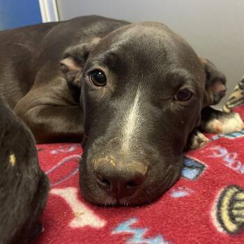 Cimarron -  Pit Bull Terrier and Black Labrador Retriever Dog for Adoption in Norman, Oklahoma - Cimarron | PetCurious