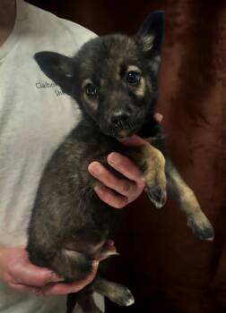 Fluffy -  Belgian Shepherd Malinois Dog for Adoption in Dandridge, Tennessee - Fluffy | PetCurious