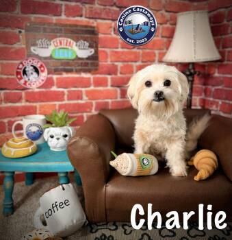 Charlie -  Maltese Dog for Adoption in Arcadia, Florida - Charlie | PetCurious