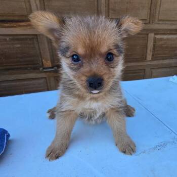 Zero -  Pomeranian and Mixed Breed Dog for Adoption in Bend, Oregon - Zero | PetCurious