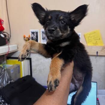 Leo -  Mixed Breed Dog for Adoption in Vieques, Vieques - Leo | PetCurious