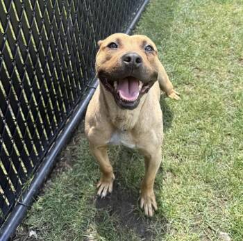 Bowser -  Pit Bull Terrier Dog for Adoption in Bourbonnais, Illinois - Bowser | PetCurious