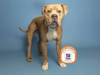 HUGO -  American Bulldog Dog for Adoption in Phoenix, Arizona - HUGO | PetCurious