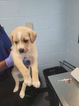 Labrador Retriever and Shepherd Dogs Available for Adoption in Lawrenceville, Georgia - Pen 214 | PetCurious