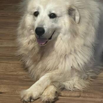Ester -  Great Pyrenees and Anatolian Shepherd Dog for Adoption in Waverly, Alabama - Ester | PetCurious