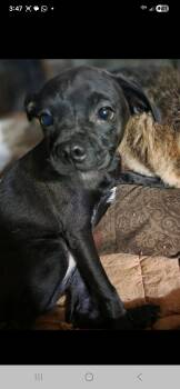 Pug and Chihuahua Dogs Available for Adoption - Fozzie | PetCurious