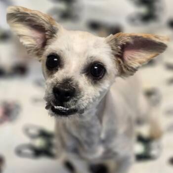 Shih Tzu Dogs Available for Adoption in Normal, Illinois - Midge | PetCurious