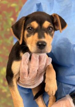 Candy -  Labrador Retriever and Mixed Breed Dog for Adoption in San Antonio, Texas - Candy | PetCurious