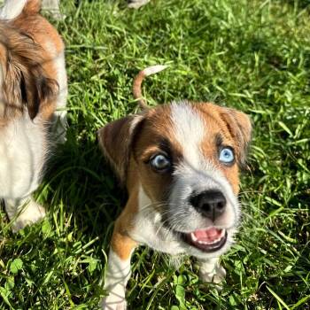 Poe -  Chihuahua and Mixed Breed Dog for Adoption in Alma, Wisconsin - Poe | PetCurious