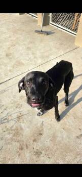 True -  Plott Hound and Mixed Breed Dog for Adoption in Sevierville, Tennessee - True | PetCurious