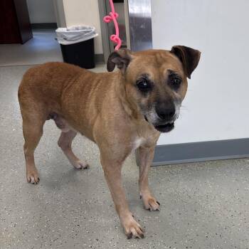 Brady -  Black Mouth Cur Dog for Adoption in Galax, Virginia - Brady | PetCurious