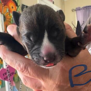 Rescue Pit Bull Terrier Dogs for Adoption in Austell, Georgia - Boy 2 | PetCurious