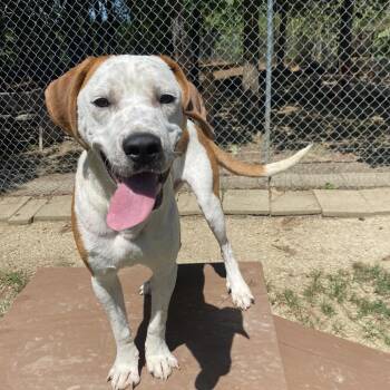 Randall -  Pit Bull Terrier Dog for Adoption in Birmingham, Alabama - Randall | PetCurious