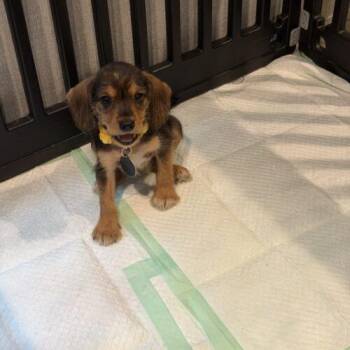 Phoenix -  Beagle and Schnauzer Dog for Adoption in Christiansburg, Virginia - Phoenix | PetCurious