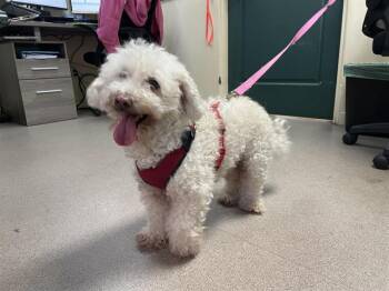 Poodle and Mixed Breed Dogs Available for Adoption - ELVIS | PetCurious